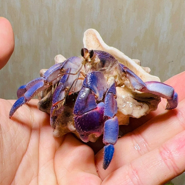 日本紫陸寄居蟹 Japanese Blueberry Hermit Crab ( Coenobita Purpureus )