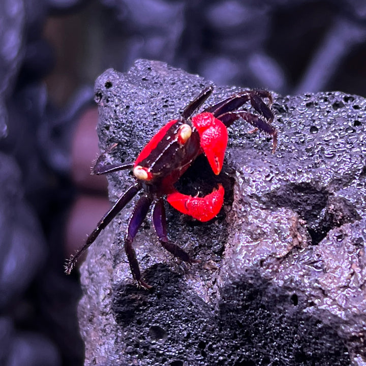 火焰惡魔蟹 Red Devil Vampire Crab ( Geosesarma hagen )