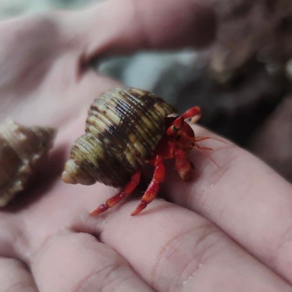 草莓寄居蟹 Strawberry Hermit Crab ( Coenobita perlatus )