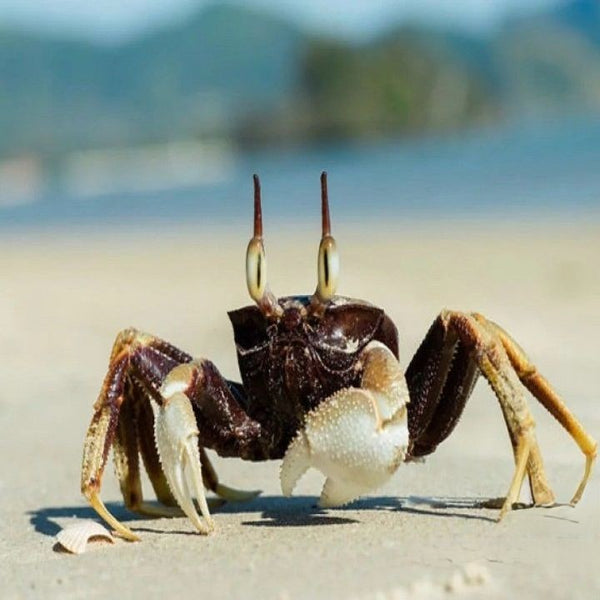 角眼沙蟹 Horn-eyed Ghost Crab ( Ocypode ceratophthalmus )