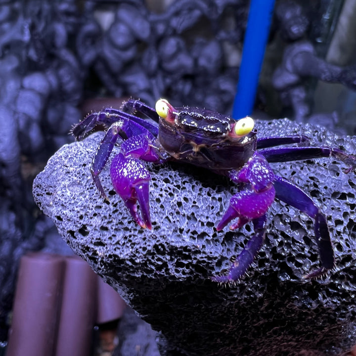 黃眼吸血鬼惡魔蟹 Purple Vampire Crab (Geosesarma dennerle)