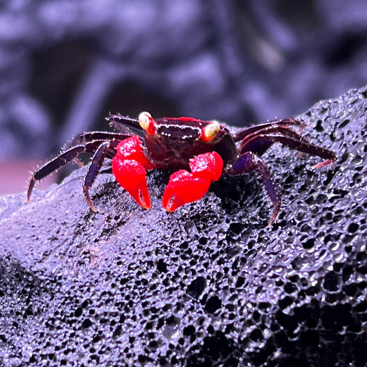 火焰惡魔蟹 Red Devil Vampire Crab ( Geosesarma hagen )