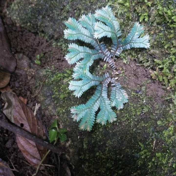 反光靛藍卷柏 Green Peacock Spikemoss (Selaginella uncinata) - 森流 GreenFlow - 動植物造景專門店