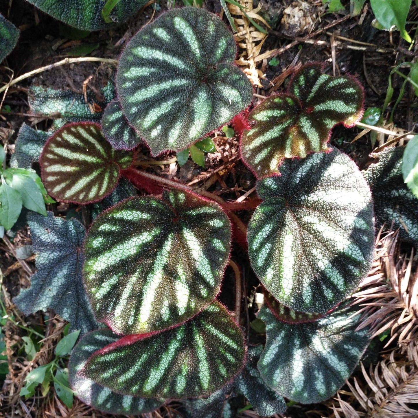 變色秋海棠 Begonia versicolor