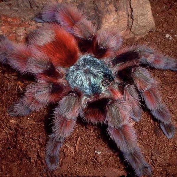 馬提尼克油彩粉紅趾 Antilles Pinktoe Tarantula (Caribena versicolor)