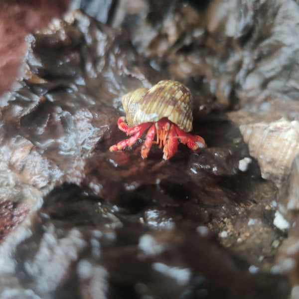 草莓寄居蟹 Strawberry Hermit Crab ( Coenobita perlatus )