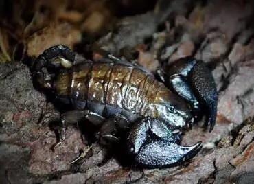 八重山蝎子 Dwarf Wood Scorpion (Liocheles australasiae) - 森流 GreenFlow - 動植物造景專門店