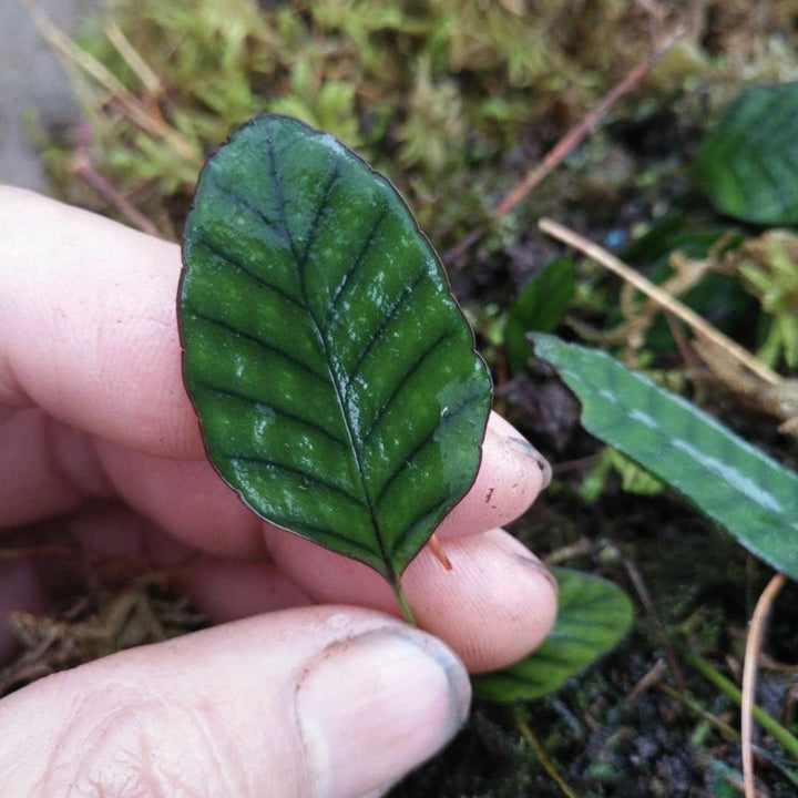 岡本氏茀蕨 Selliguea rhynchophylla - 森流 GreenFlow - 動植物造景專門店