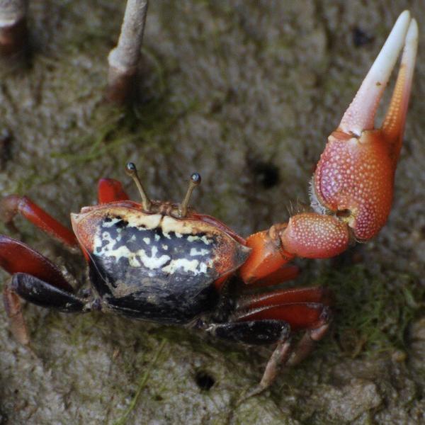 弧邊招潮蟹 Red Fighter Fiddler Crabs (Uca arcuata) - 森流 GreenFlow - 動植物造景專門店