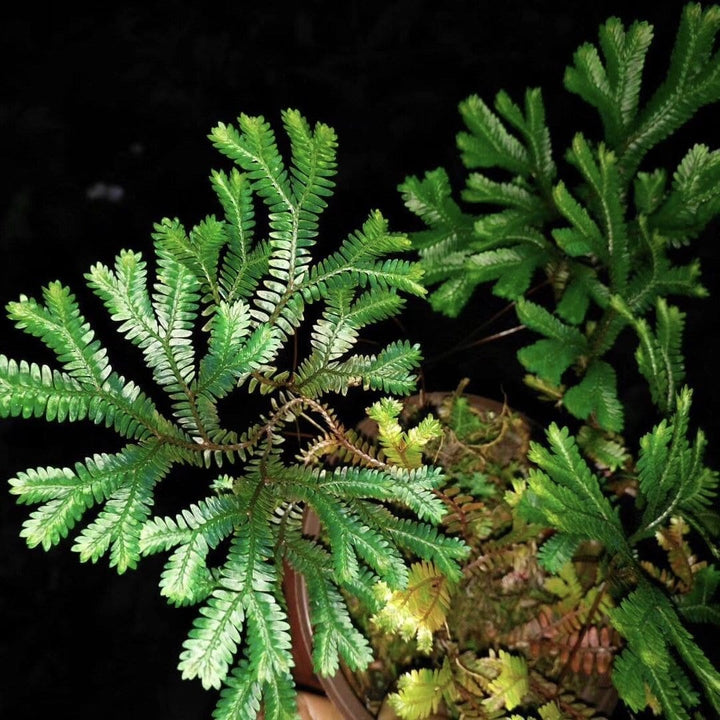 反光靛藍卷柏 Green Peacock Spikemoss (Selaginella uncinata) - 森流 GreenFlow - 動植物造景專門店