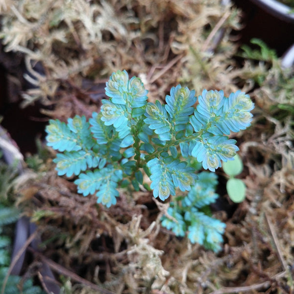 翠雲草 卷柏 Rainbow Spikemoss (Selaginella uncinata)