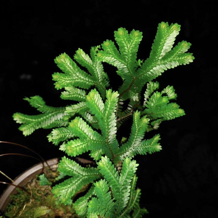 反光靛藍卷柏 Green Peacock Spikemoss (Selaginella uncinata) - 森流 GreenFlow - 動植物造景專門店