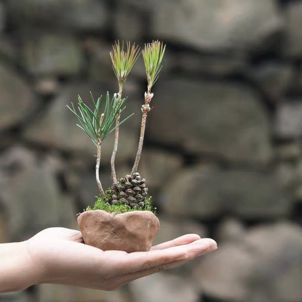 松果盆景 Pine Cone Mini Bonsai Tree  (Pinus thunbergii)