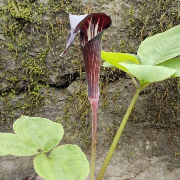 眼鏡蛇百合 ( Arisaema bockii )