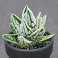 十二卷屬 Haworthia pumila ' Tears of Angels '