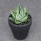 十二卷屬 Haworthia pumila ' Tears of Angels '