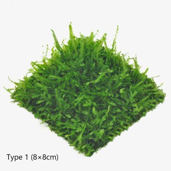 爪哇莫斯 Java Moss ( Taxiphyllum barbieri )