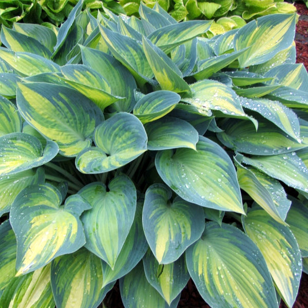 玉簪花 June Hosta