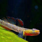 高帆黃唇吻蝦虎 Yellow Lip Goby Qinzhou (Rhinogobius sp.)