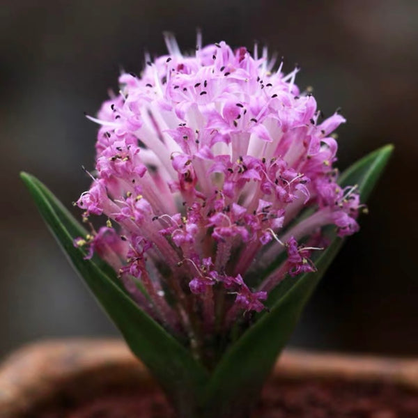 納金花屬Lachenalia ensifolia