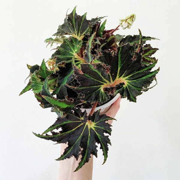 秋海棠 Begonia 'Break Dance'