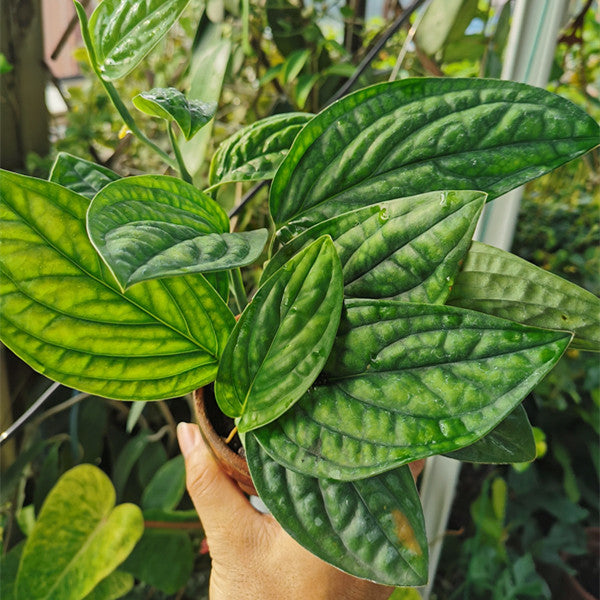 秘魯龜背竹 Monstera karstenianum