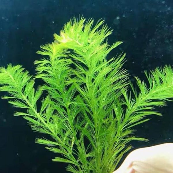 綠羽毛 ( Myriophyllum hippuroides )