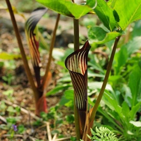 眼鏡蛇百合 ( Arisaema bockii )