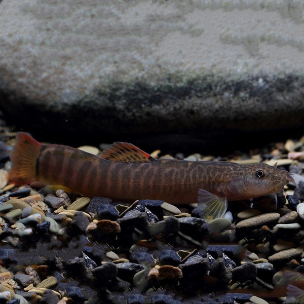 短體副鰍 （Paracobitis potanini）