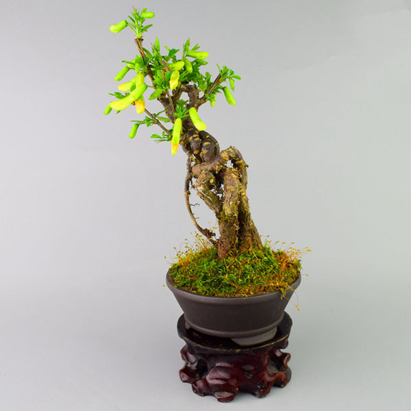 紫雀花盆景 Parochetus Communis Bonsai