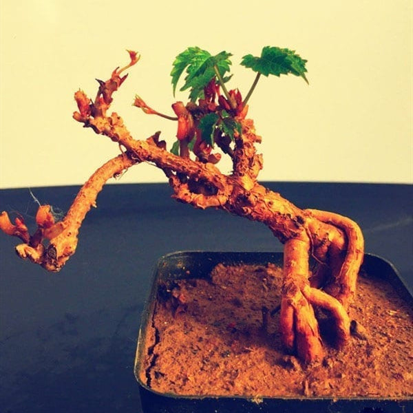 爬山虎盆景  Parthenocissus Tricuspidata Bonsai