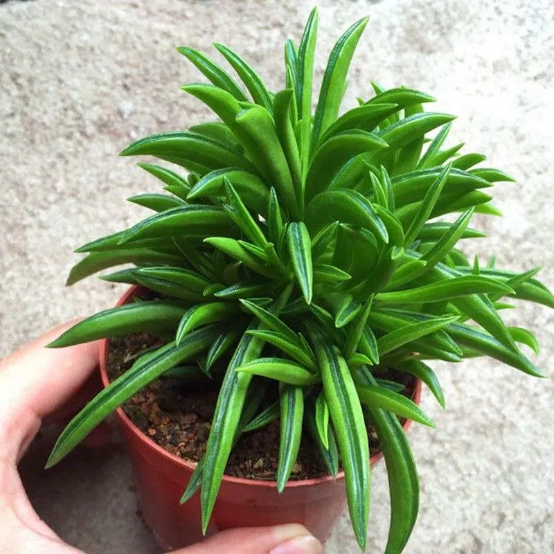 柳葉椒草 Peperomia ferreyrae