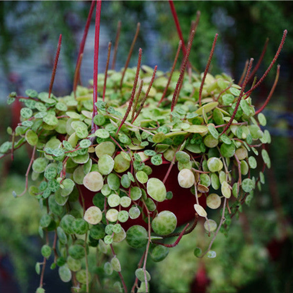 海龜串椒草 String of Turtle (Peperomia prostrata)