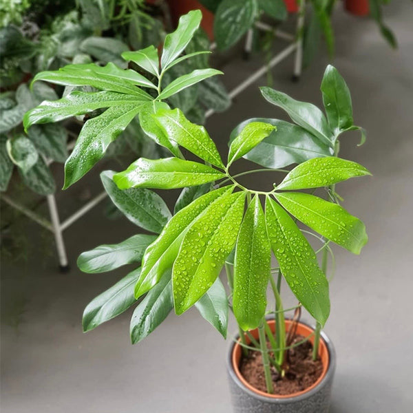 鵝掌蔓綠絨 Philodendron goeldii