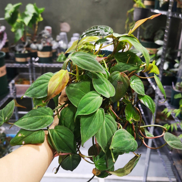 雲母蔓綠絨 Philodendron micans