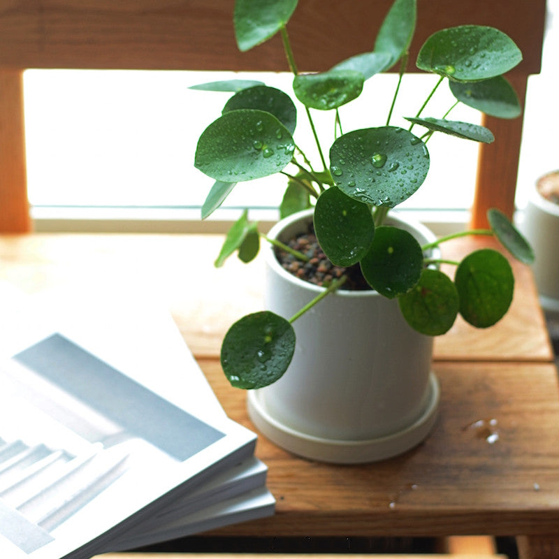 鏡面草 Pilea peperomioides diels