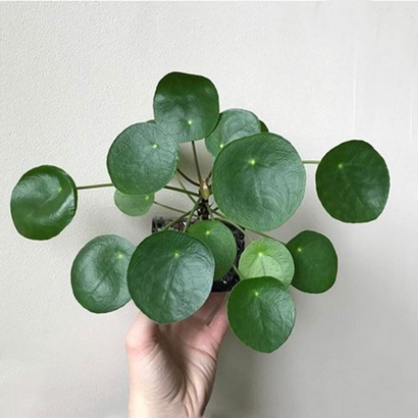 鏡面草 Pilea peperomioides diels