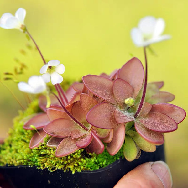 水晶捕蟲堇 Pinguicula cv crystal