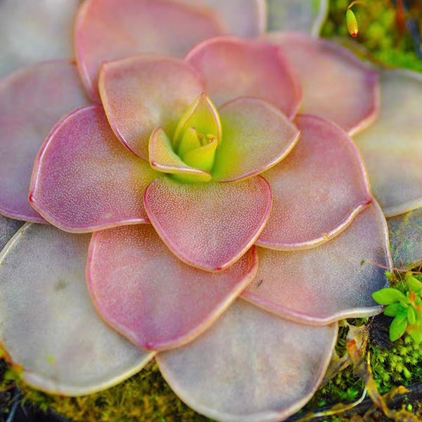 立柏瑞捕蟲堇 Pinguicula ibarrae