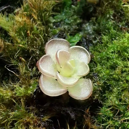 近藤捕蟲堇 Pinguicula kondoi