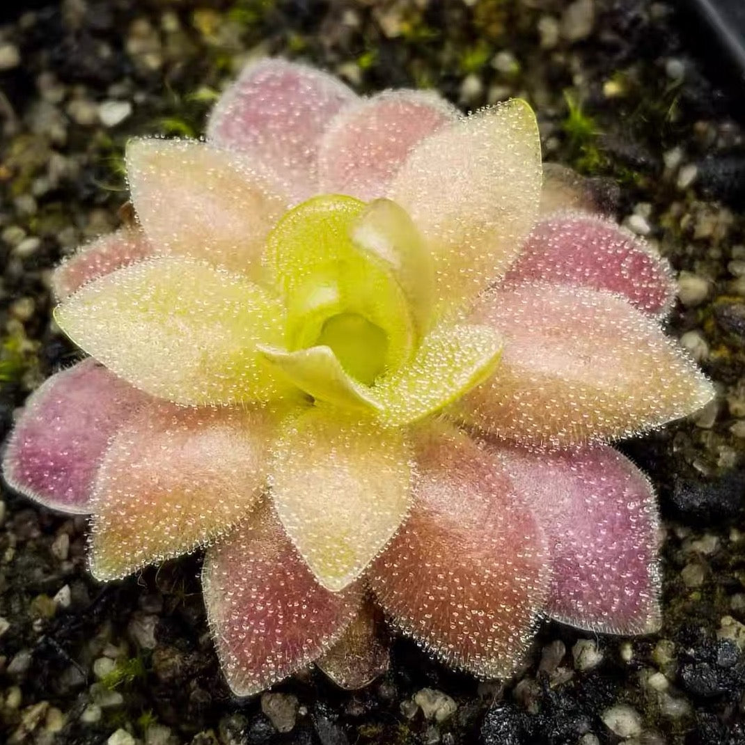 Butterworts (Pinguicula Marciano)