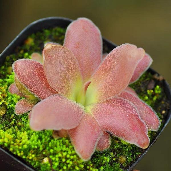 馬西安諾捕蟲堇 Butterworts (Pinguicula Marciano)