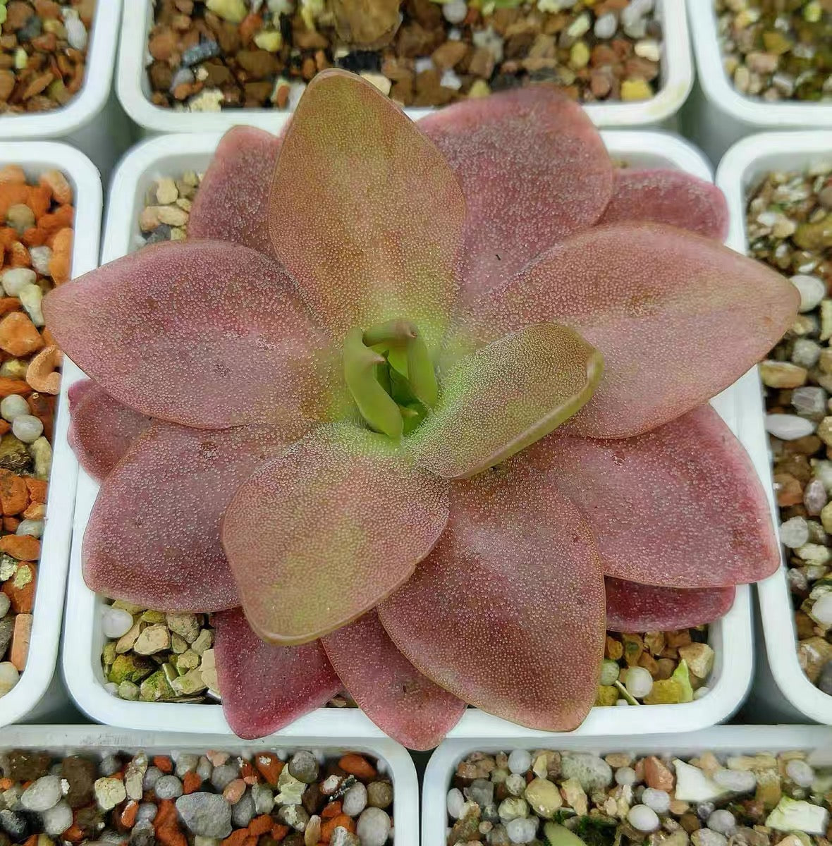 馬西安諾捕蟲堇 Butterworts (Pinguicula Marciano)