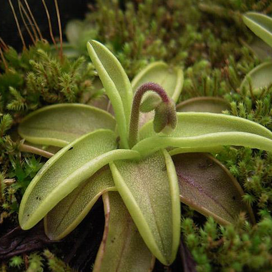 Pinguicula primuliflora