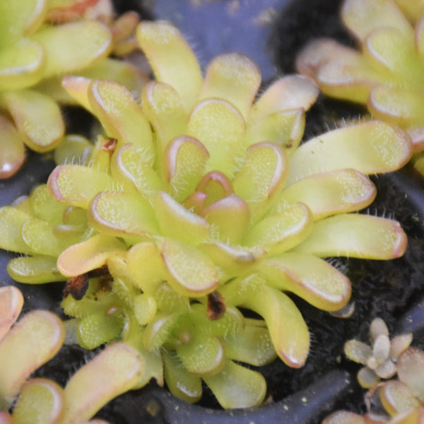 網紋捕蟲堇 Pinguicula reticulata