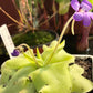 Butterwort (Pinguicula Tina)