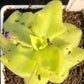 Butterwort (Pinguicula Tina)