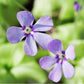 Butterwort (Pinguicula Tina)