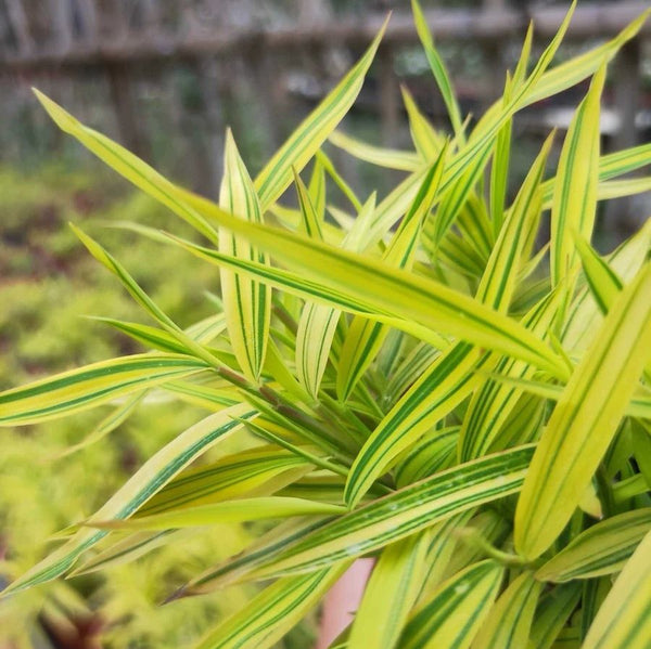 Golden Bamboo