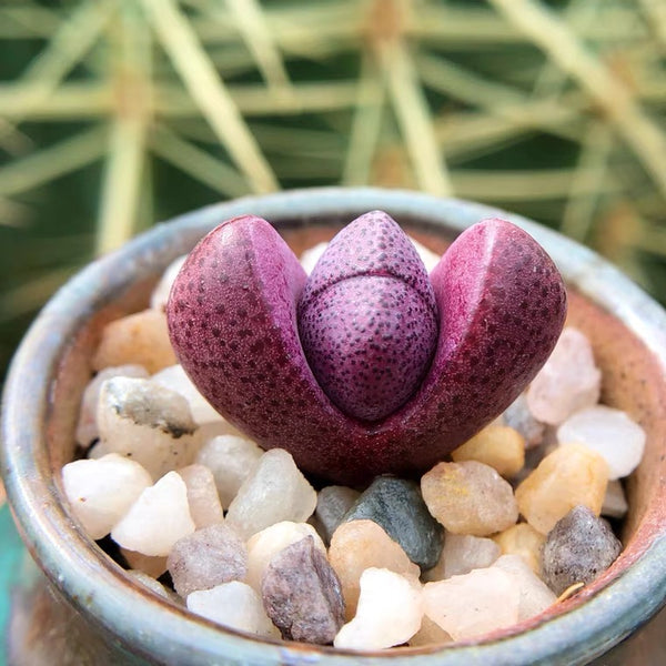 紅帝玉 Pleiospilos nelii ‘Rubra’